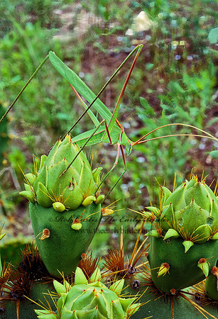 Arethaea grallator  STILT-WALKER KATYDID  49534z