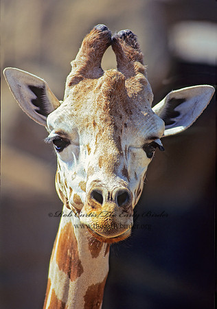Giraffa camelopardalis rothschildii  ROTHCHILD'S GIRAFFE 79129z