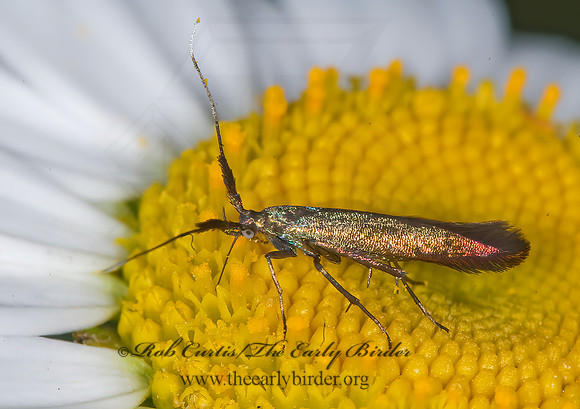 Coleophora mayrella spissicornis CASEBEARER MOTH 6007370z
