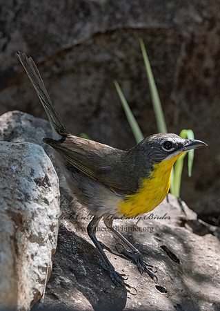 Icteria virens  YELLOW-BREASTED CHAT 3039799z