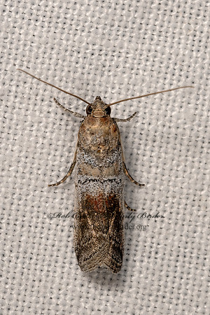 Chararica hystriculella  KNOT-HORN MOTH 3040172z