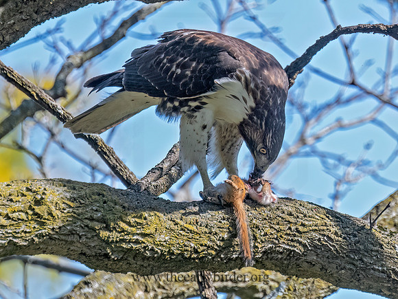 Buteo jamaicensis RED-TAILED HAWK 3047328 (1)