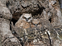 Bubo virginianus GREAT HORNED OWL 9067954z