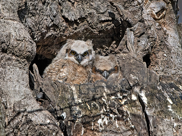 Bubo virginianus  GREAT HORNED OWL 9067954z