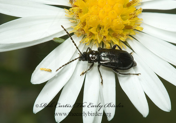 Diabrotica cristata LUPERINI LEAF BEETLE 5002523z