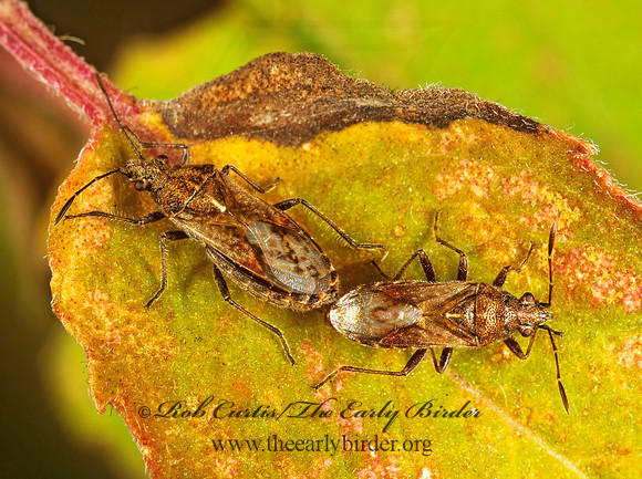 Neortholomus scolopax 1115910z