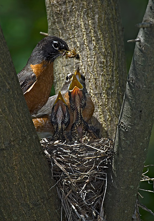 Turdus migratorius  AMERICAN ROBIN 6006197z