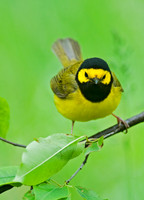 Setophaga citrina HOODED WARBLER 8028266z