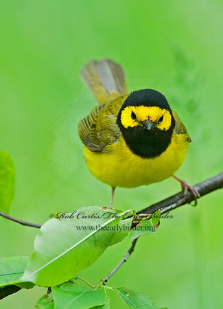Setophaga citrina  HOODED WARBLER 8028266z