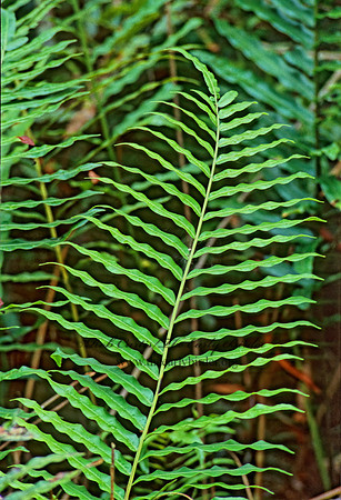 Blechnum serrulatum  SWAMP FERN 253304z