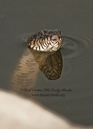 Nerodia sipedon  NORTHERN WATER SNAKE 8023567z