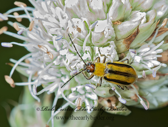 Diiabrotica vergifera 5000146z
