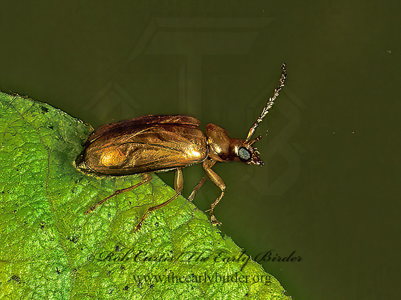 Metrioidea brunnea or convexa 157906z