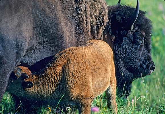 Bison bison  BISON 30928z