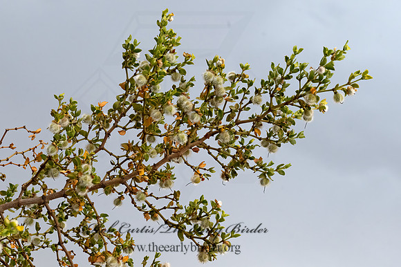 Larrea tridentata  CREOSOTE BUSH 3038658z