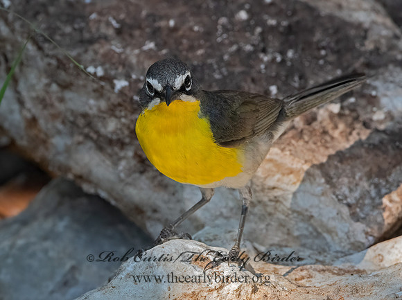 Icteria virens  YELLOW-BREASTED CHAT 3040937z