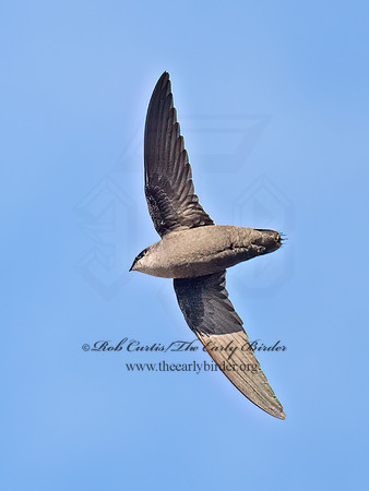 Chaetura pelagica CHIMNEY SWIFT 9093373z