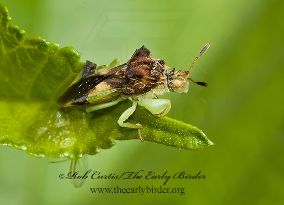 Phymata 5011928z