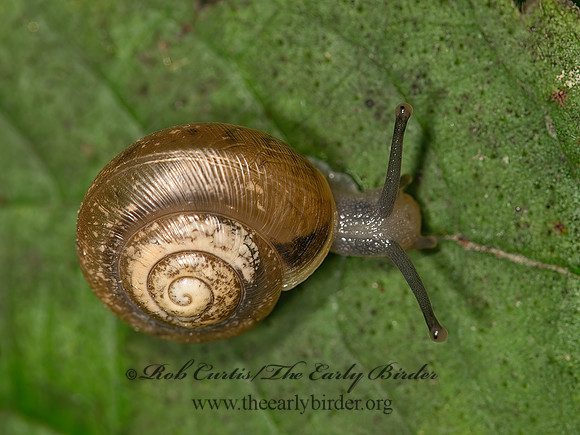 Mesodon or Neohelix  POLYGYRID SNAIL 9050245z