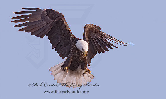 Haliaeetus leucocephalus  BALD EAGLE 6019996z
