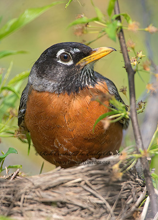 Turdus migratorius  AMERICAN ROBIN 9045933z