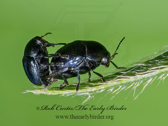 Lexiphanes saponatus  CASE-BEARING LEAF BEETLE 3022398z