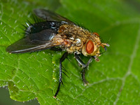 Archytas analis complex TACHINID FLY 6013301z