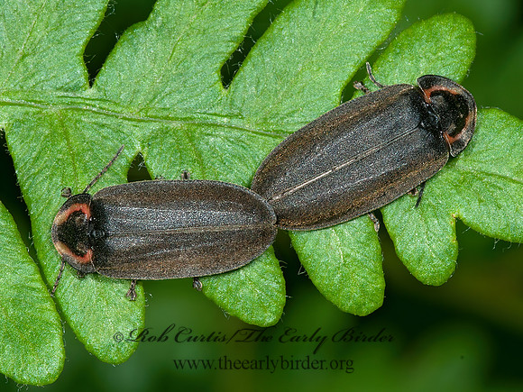 Ellychnia corrusca  WINTER FIREFLY 3014302z