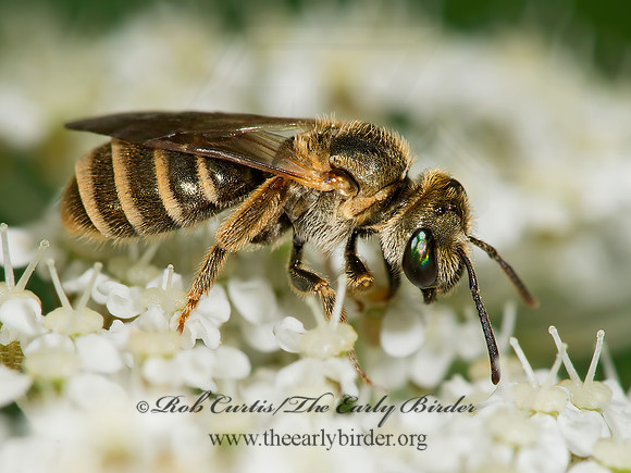 Halictus (Seladonia) confusus  CONFUSING FURROW BEE 9003255 z