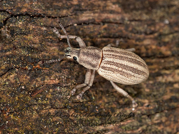 Aphrastus taeniatus  BROAD-NOSED WEEVIL 3013607z