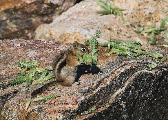 Callospermophilus lateralis  GOLDEN MANTLED SQUIRREL 7010685z