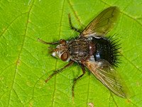Archytas analis complex TACHINID FLY 6006847z