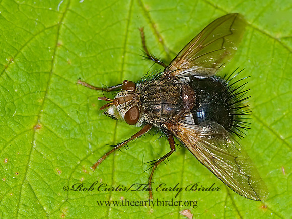 Archytas analis complex  TACHINID FLY 6006847z