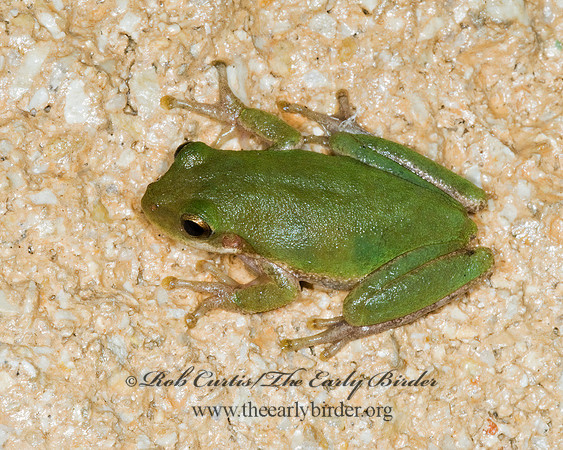 Dendophytes squirella  SQUIRREL TREE FROG 7003096 z