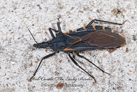 Triatoma gerstaeckeri 6024365z