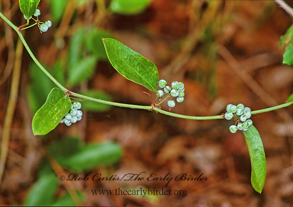Smilax glauca  CAT GREENBRIER 273332z