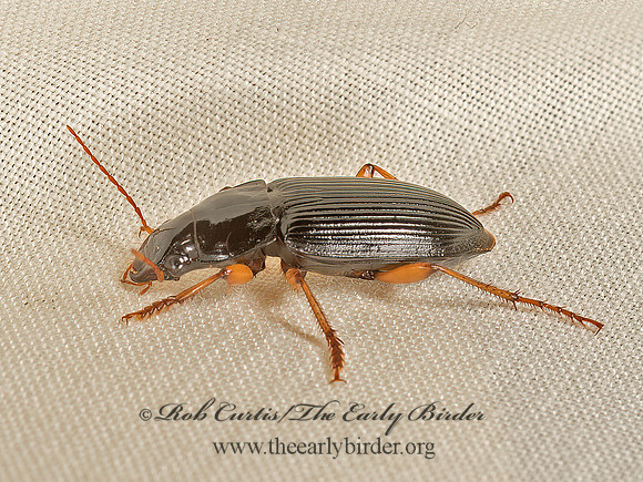 Anisodactylus 9047961z