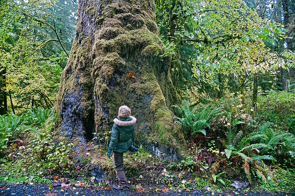 GIANT TREE      8019440z