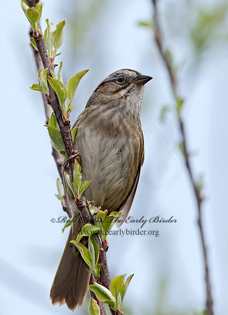 Melospiza georgiana  SWAMP SPARROW 9042943z