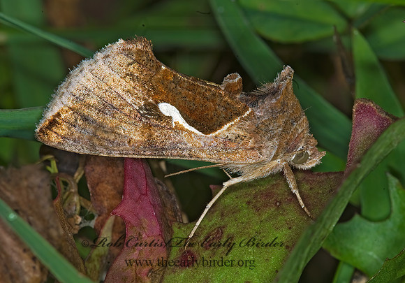 Anagrapha falcifera  CELERY LOOPER MOTH 6013160z