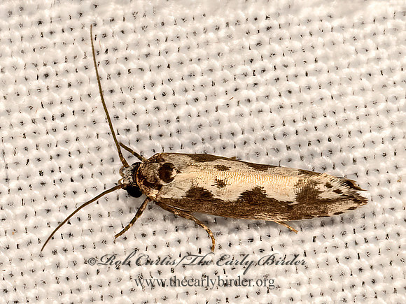 Ethmia hodgesella~  DEPRESSARIID MOTH 3032010z