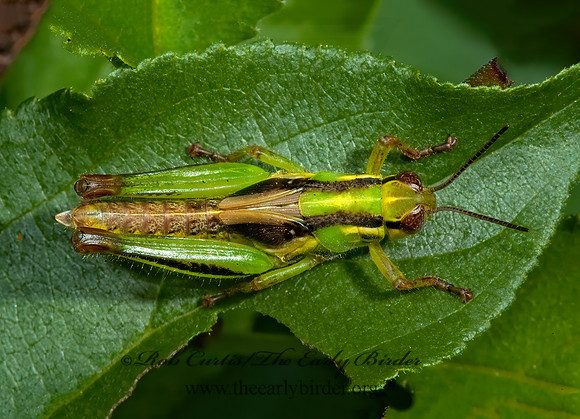 Melanoplus  SPUR-THROATED GRASSHOPPER 5000850z