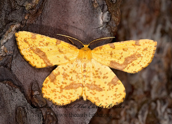 Xanthotype attenuaria CROCUS GEOMETER 8023332z