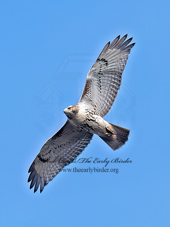 Buteo jamaicensis RED-TAILED HAWK 6041651z