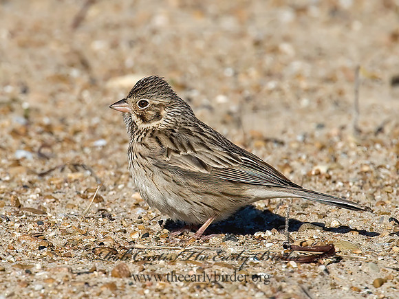 Pooecetes gramineus  VESPER SPARROW  7001948z