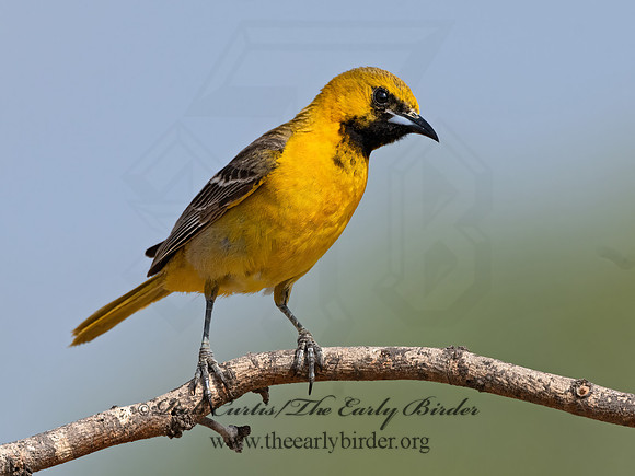 Icterus cucullatus  HOODED ORIOLE 3033366z