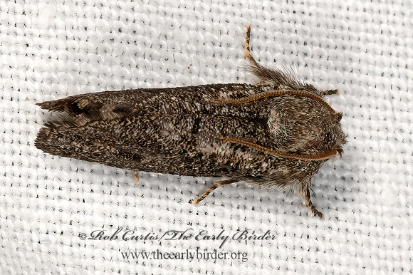 Acrolophus  TUBEWORM MOTH 3037977z