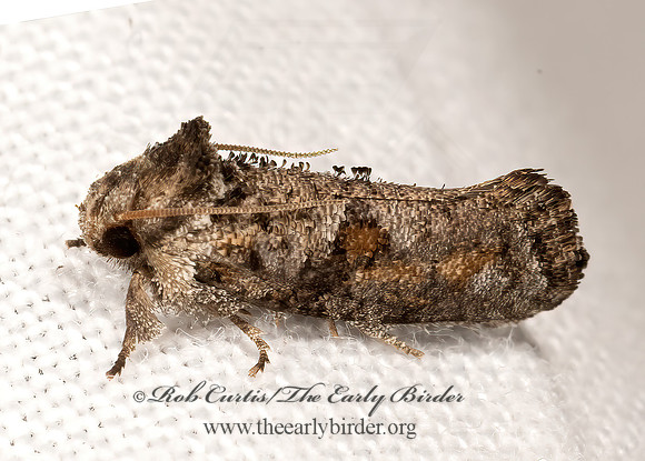 Acrolophus piger TUBEWORM MOTH 3040157z