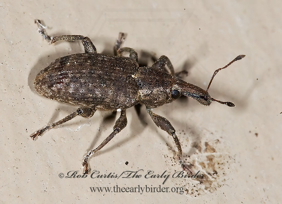 Listronotus 7003527 z