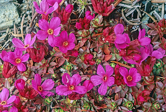 Androsace laevigata  SMOOTH DOUGLASIA 147604z